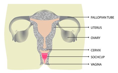 vulva pics|Category : Human surface anatomy of vulva